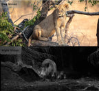 Connected Hunting Camera with SMS/MMS Alert -Real-Time Monitoring