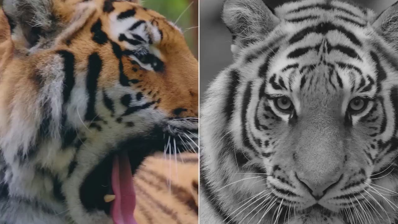 hunting night vision